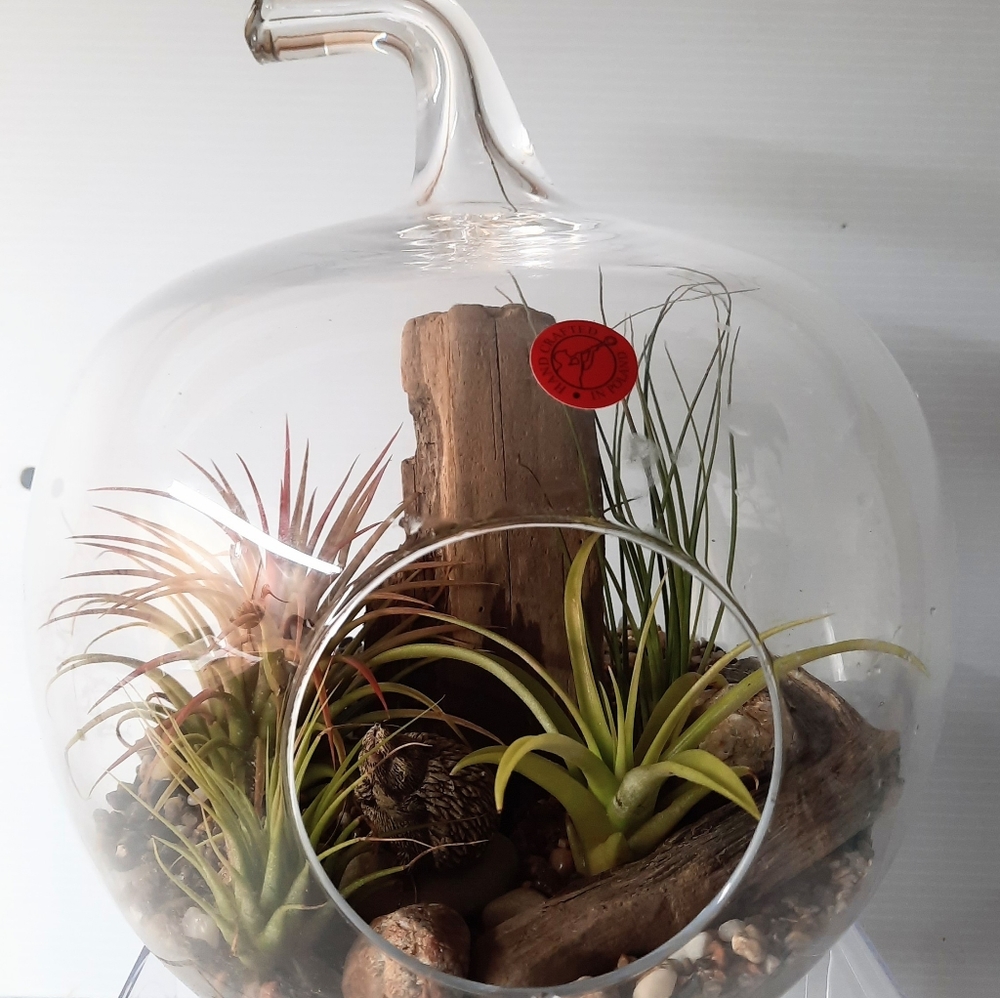 Tillandsias